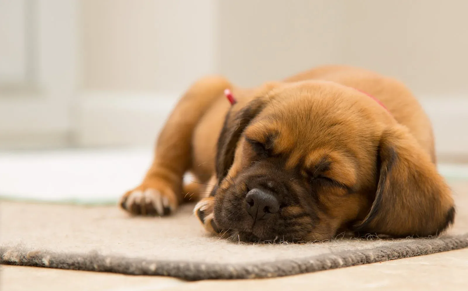 Puppy Sleeping on Brown Mat